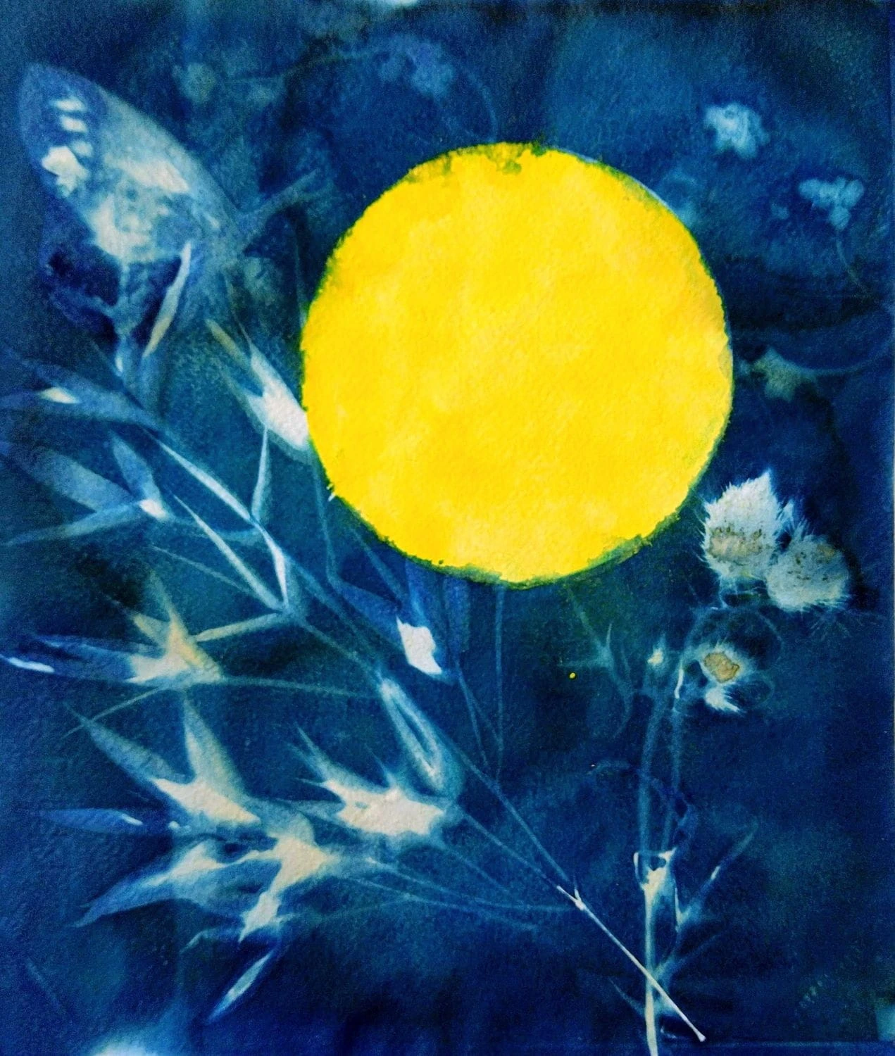 Cyanotype artwork by Matilde Canepa Gonzalez, featuring a striking, bright yellow circular moon set against a deep Prussian blue background with ethereal white botanical stems and leaf shapes.